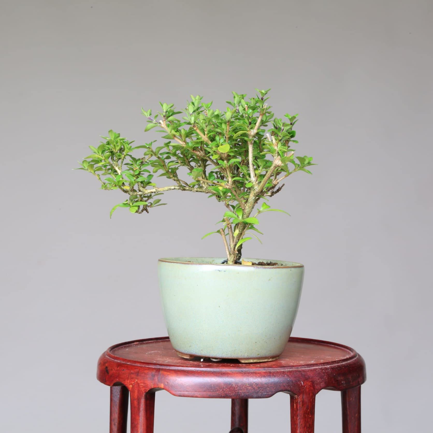 Amazon.co.jp: 香丁木【コウチョウギ】八重咲き ミニ盆栽【泰寿園